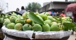 exports-mangoes-1