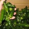 71tRuZgLNuL._SY500_ Premium Fresh Green Chili – Product of Pakistan