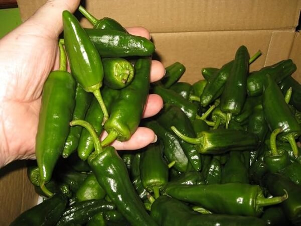 71tRuZgLNuL._SY500_ Premium Fresh Green Chili – Product of Pakistan