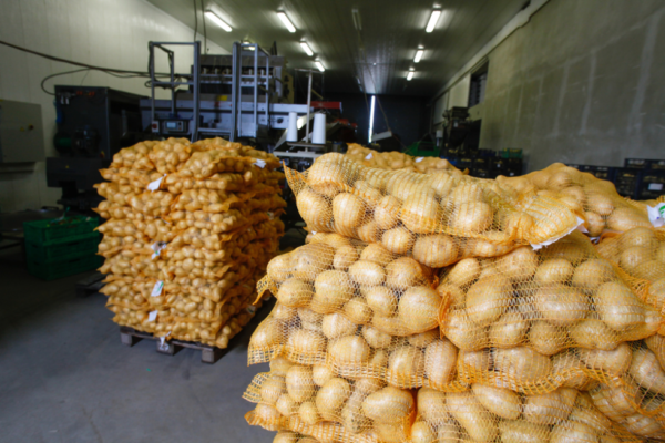 EXPORT-LOGISTICS-3 Premium Fresh Potato – Product of Pakistan