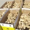 Fresh-Ginger-S-Root-Packing-Box Premium Fresh Ginger – Product of Pakistan