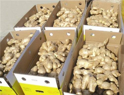 Fresh-Ginger-S-Root-Packing-Box Premium Fresh Ginger – Product of Pakistan