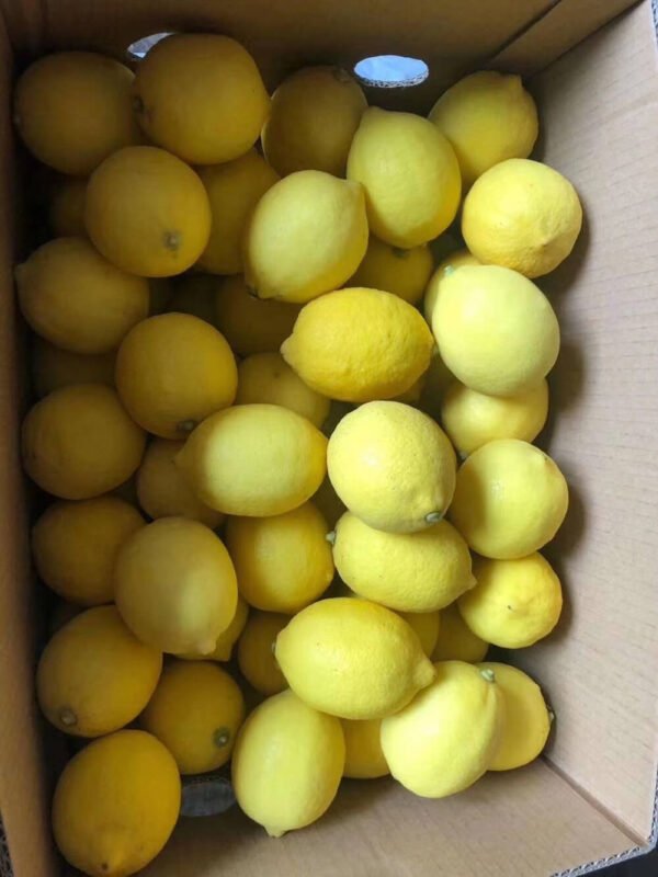 Fresh-Lemon-1 Premium Fresh Lemon – Product of Pakistan
