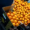 IMG-20260102-WA0011.jpg Premium Fresh Kinnow – Product of Pakistan