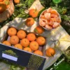 Kinnow-Buy Premium Fresh Kinnow – Product of Pakistan