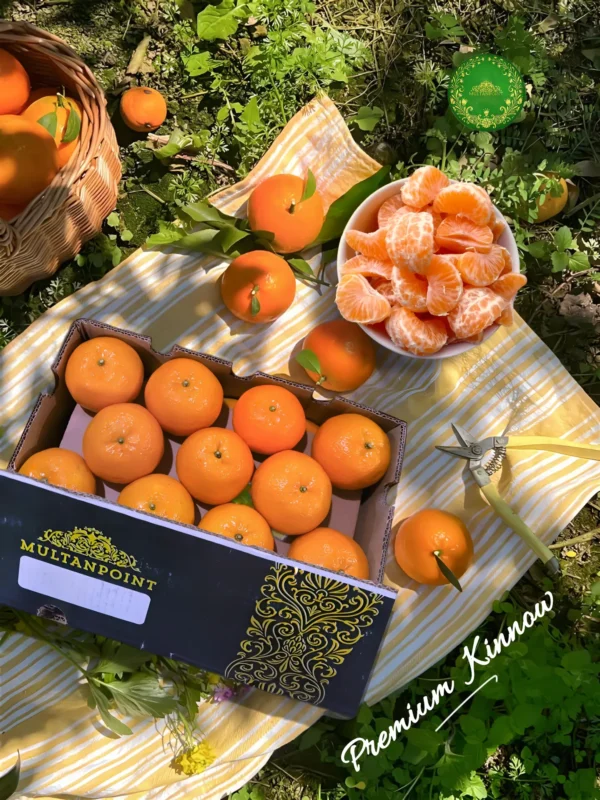 Kinnow-Buy Premium Fresh Kinnow – Product of Pakistan