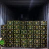 Kinnow-Delivery-scaled Premium Fresh Kinnow – Product of Pakistan