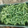 okra-4 Premium Fresh Okra (Lady Finger) – Product of Pakistan