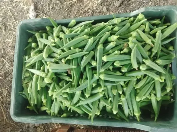 okra-4 Premium Fresh Okra (Lady Finger) – Product of Pakistan