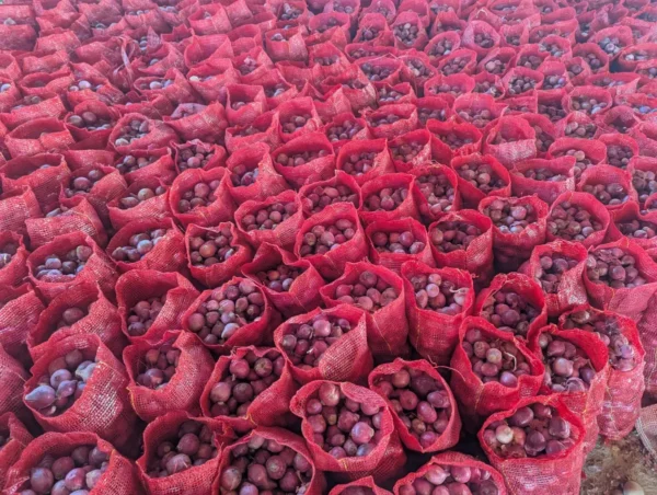 red-onions-pakistan Premium Fresh Onion – Product of Pakistan