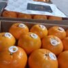 rn-image_picker_lib_temp_d50ff8bc-10cb-40ba-9d44-9ad09ab2a7ef Premium Fresh Kinnow – Product of Pakistan
